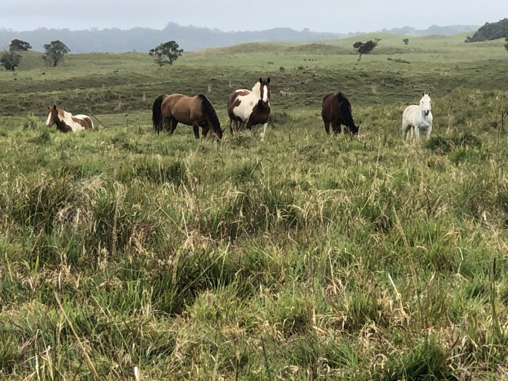 Horses heading down to barn