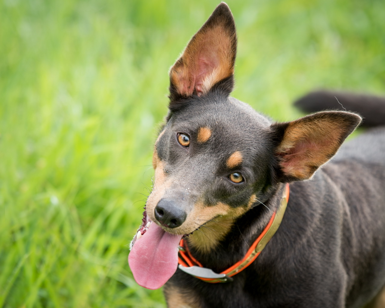 Moving to Hawaii With Your Dog? Know the Risks About the Harmful Bufos Pest